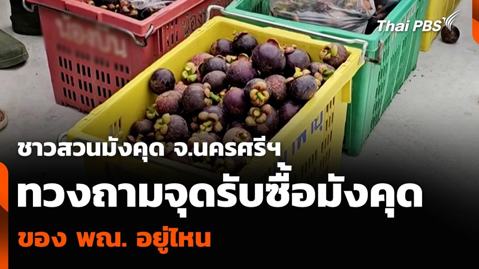 ชาวสวนมังคุด จ.นครศรีฯ ทวงถามจุดรับซื้อมังคุด ของ พณ. อยู่ไหน