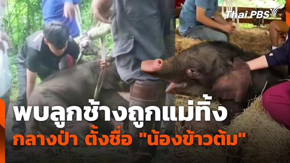 พบลูกช้างถูกแม่ทิ้งกลางป่า ตั้งชื่อ "น้องข้าวต้ม"