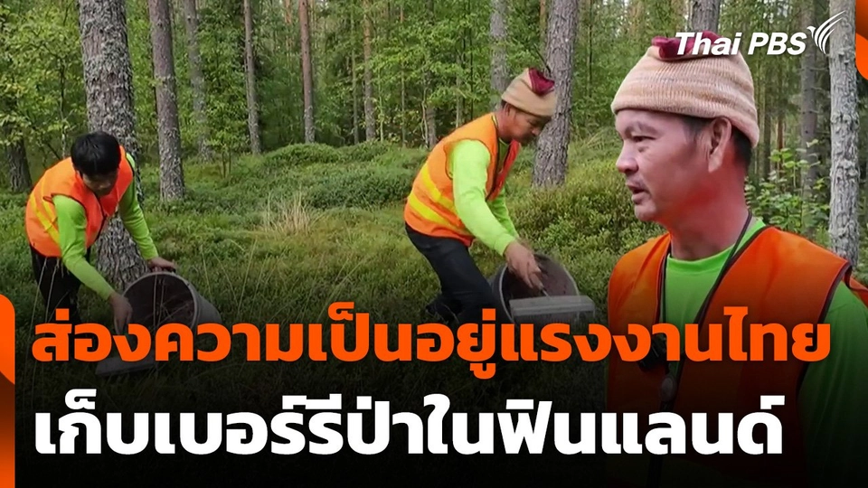 ส่องความเป็นอยู่แรงงานไทยเก็บเบอร์รีป่าในฟินแลนด์