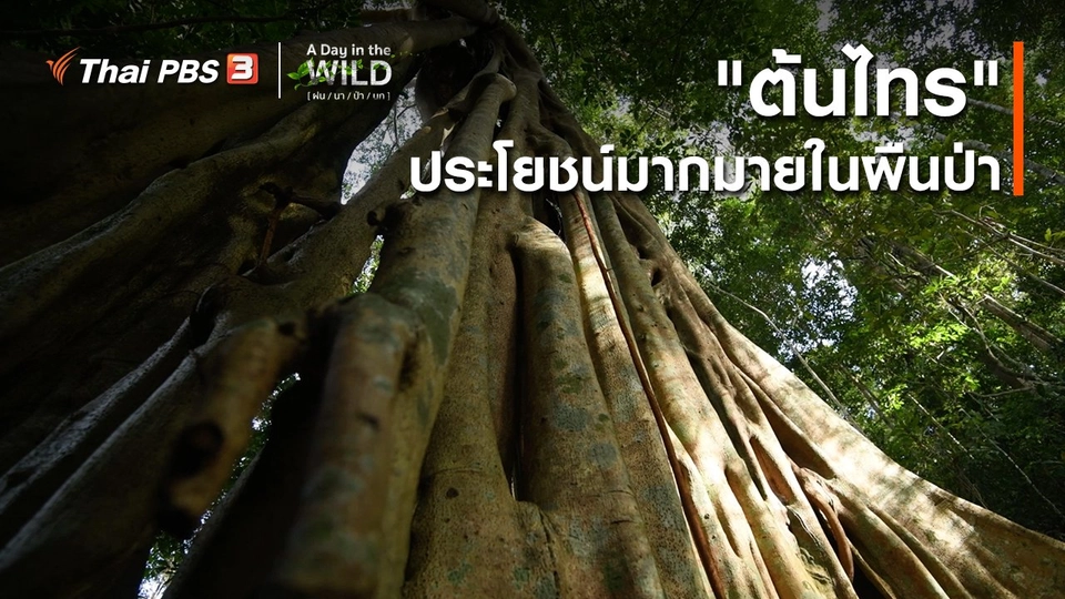 วิถีธรรมชาติ : "ต้นไทร" ประโยชน์มากมายในผืนป่า