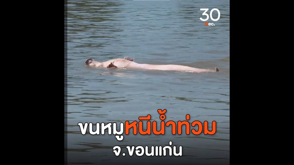 ขนหมูหนีน้ำท่วม จ.ขอนแก่น
