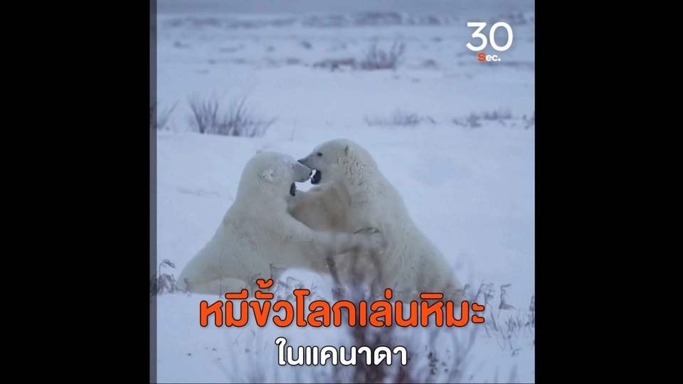 หมีขั้วโลกเล่นหิมะในแคนาดา