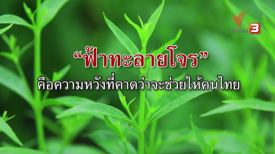 "ฟ้าทะลายโจร" ความหวังคนไทยช่วงโควิด-19