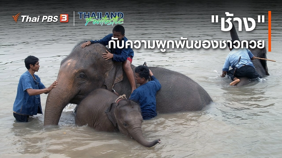 Unseen Thailand Fantastic : "ช้าง" กับความผูกพันของชาวกวย