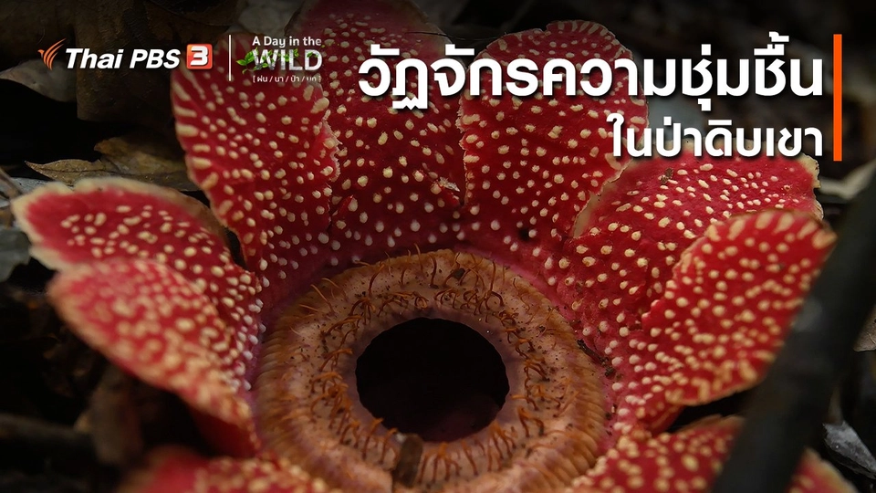 วิถีธรรมชาติ : วัฏจักรความชุ่มชื้นในป่าดิบเขา