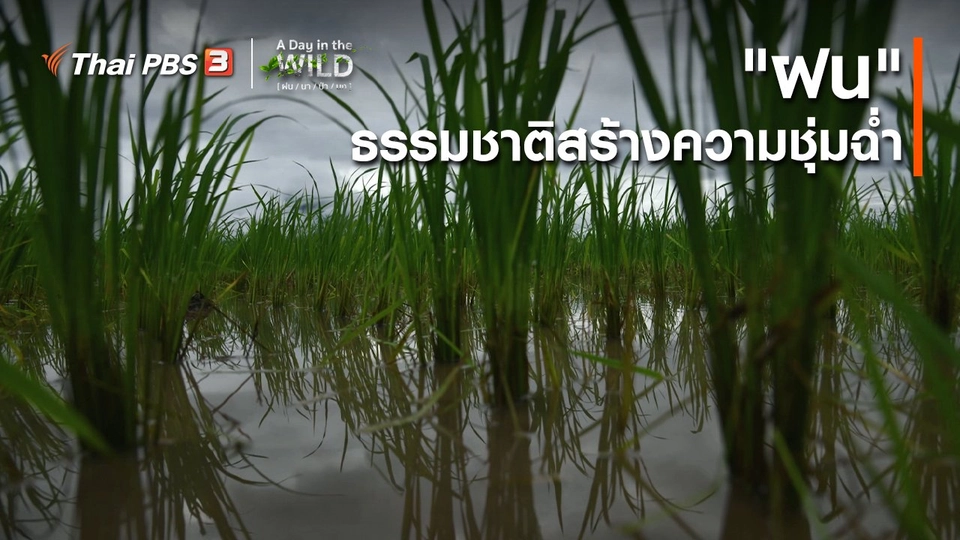 วิถีธรรมชาติ : "ฝน" ธรรมชาติสร้างความชุ่มฉ่ำ