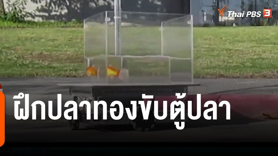ฝึกปลาทองขับตู้ปลา