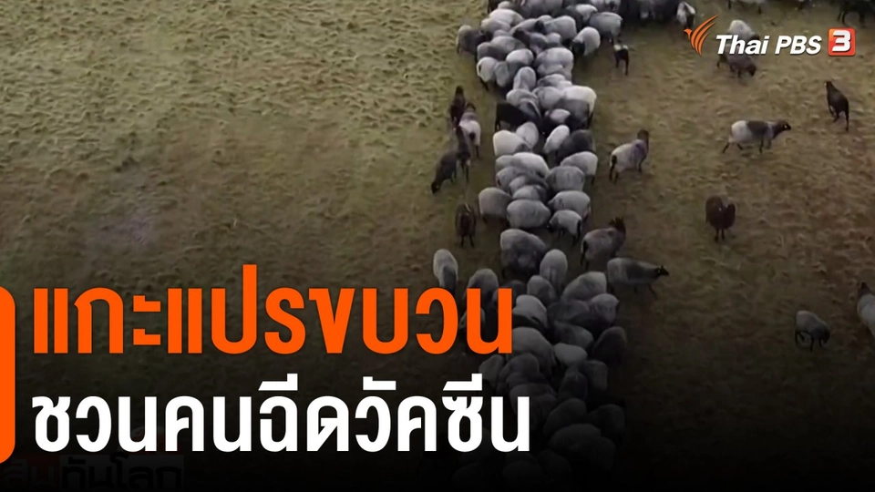 แกะแปรขบวนชวนคนฉีดวัคซีน