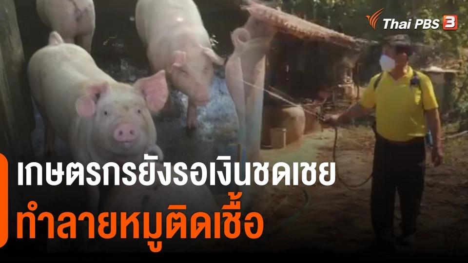 เกษตรกรยังรอเงินชดเชยทำลายหมูติดเชื้อ​​