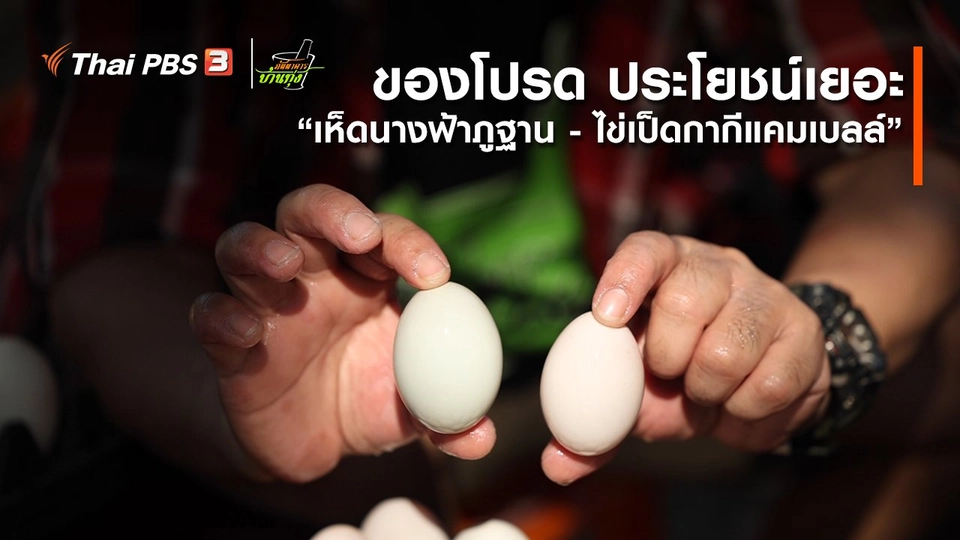 คลิปบ้านทุ่ง : ของโปรด ประโยชน์เยอะ | “เห็ดนางฟ้าภูฐาน - ไข่เป็ดกากีแคมเบลล์”