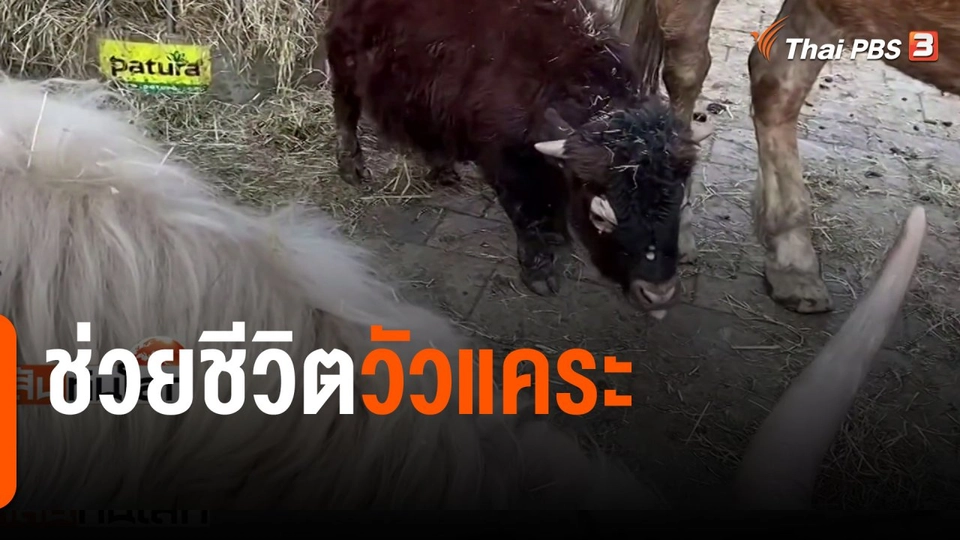 ช่วยชีวิตวัวแคระ
