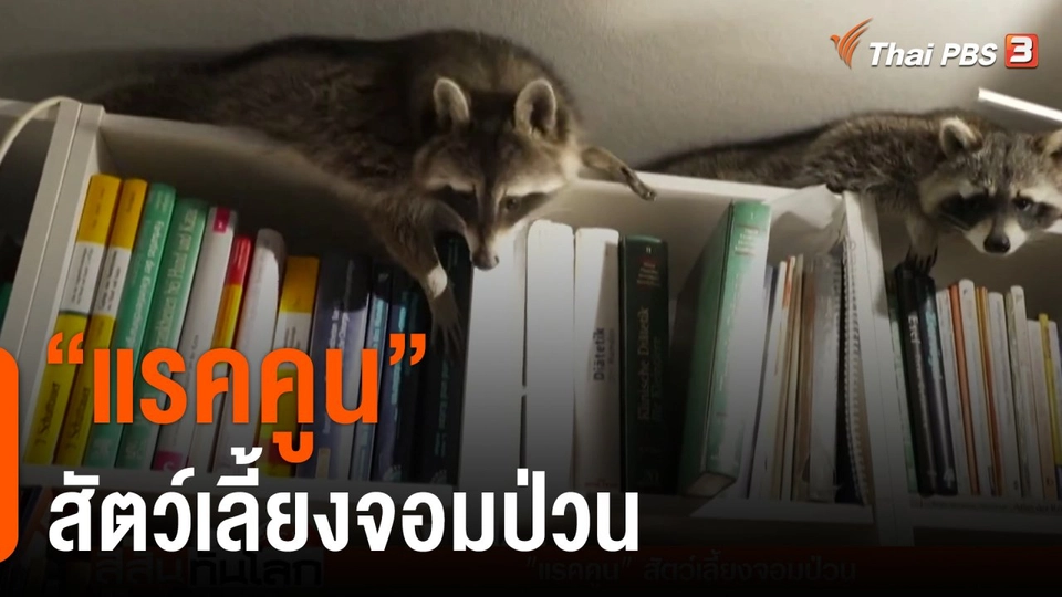 "แรคคูน" สัตว์เลี้ยงจอมป่วน