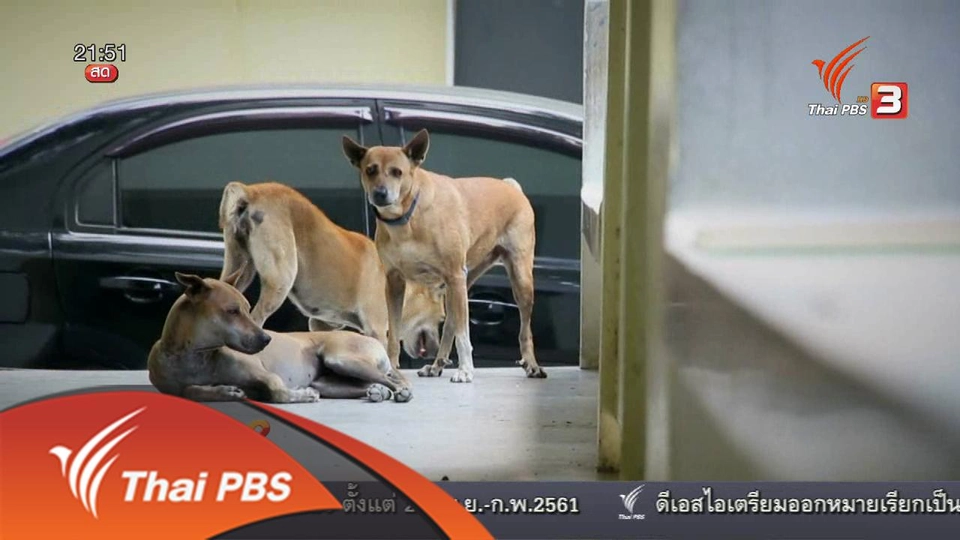 "หมาจรจัด" ปัญหาระดับโลก