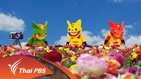 ดอกบ้าจี้