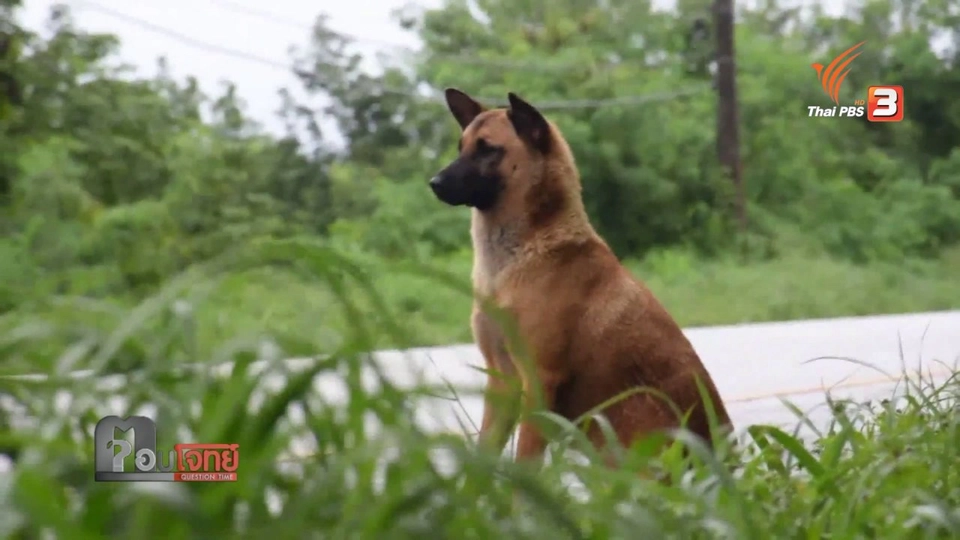 "เจ้าหลง" สุนัขรอนาย ทางออก "สุนัขจรจัด"...?