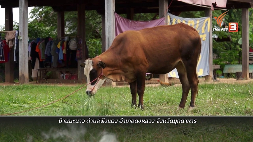 อาญาผ้าดำ