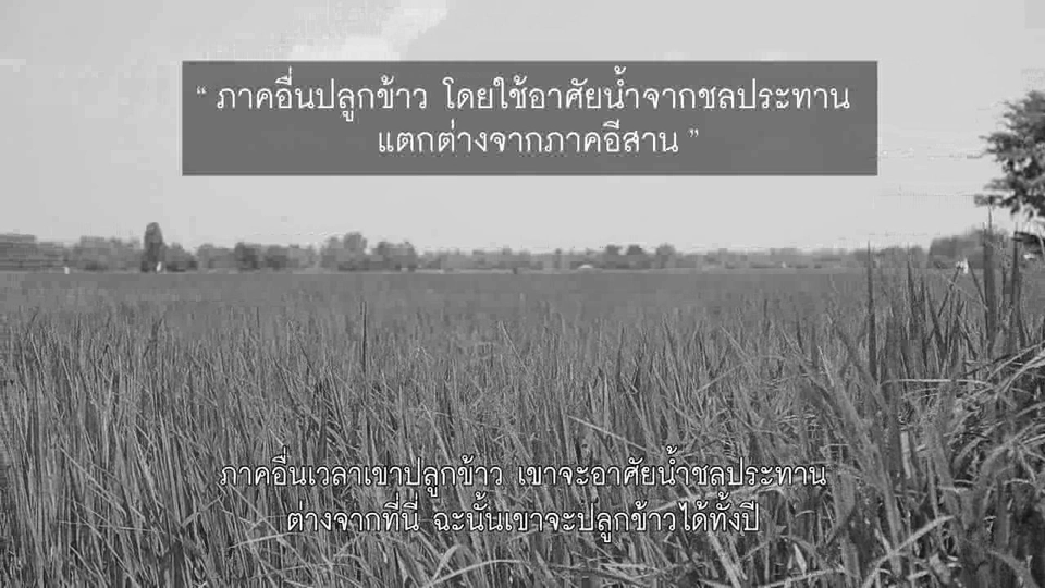 หว่านกล้า 12 สิงหาคมในถิ่นอีสาน