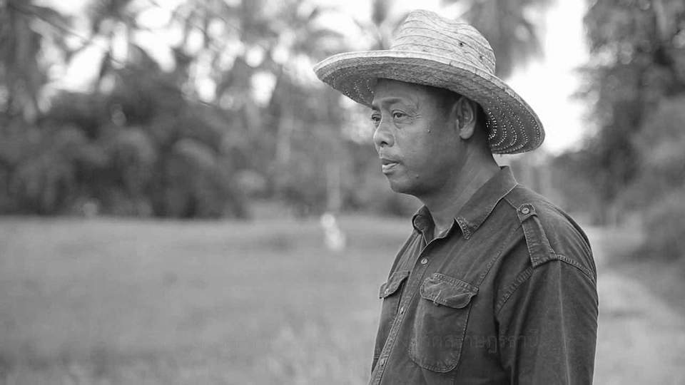 ทำนาเดือนสิงหาคม ในภาคใต้