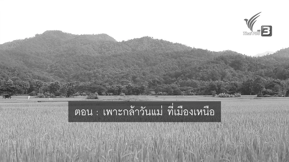 เพาะกล้าวันแม่ที่เมืองเหนือ