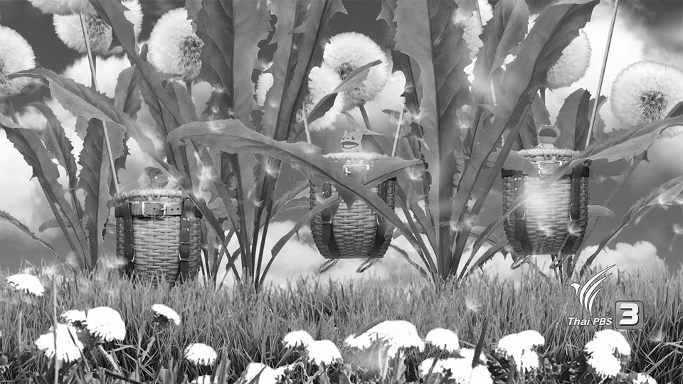 ลอยไปกับดอกปุยฝ้าย