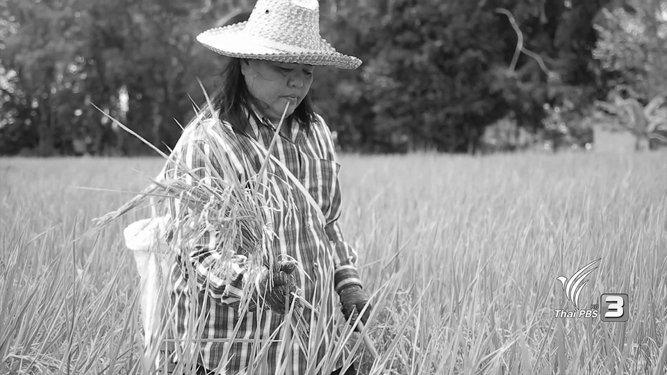 การปลูกข้าวแบบเปียกสลับแห้ง