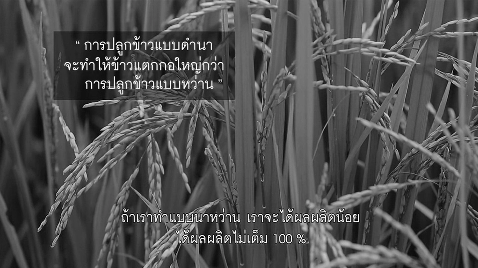 ปลูกข้าวนาปี ใช้วิธีดำนา