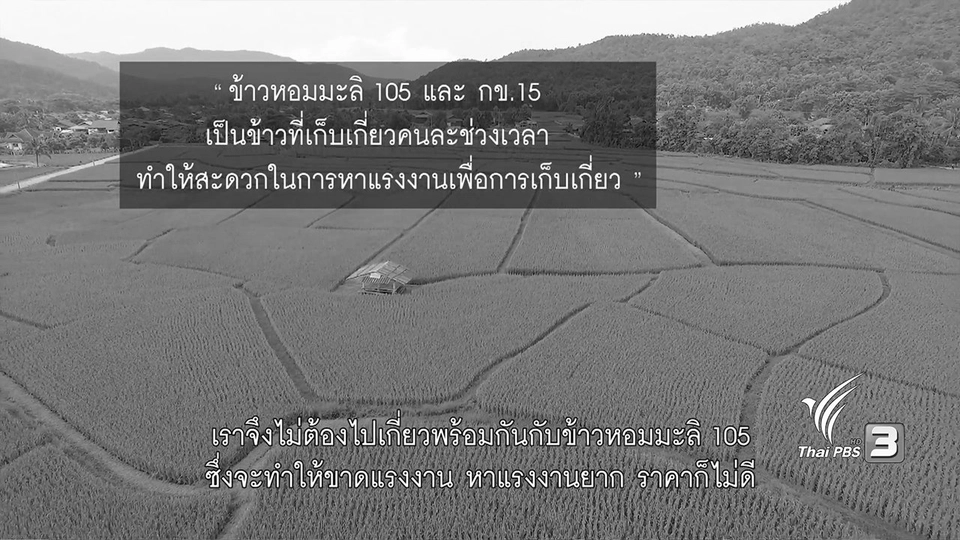 ปลูกปีละครั้ง ทำให้ได้ข้าวที่ดี