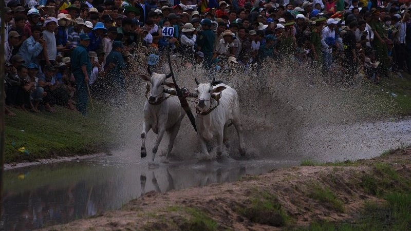 วิ่งวัวแห่งชาติกสิกรรม