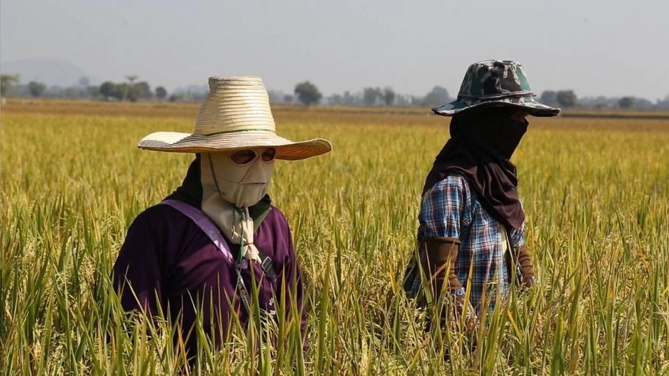 ชาวนาไทยสบายดี ?