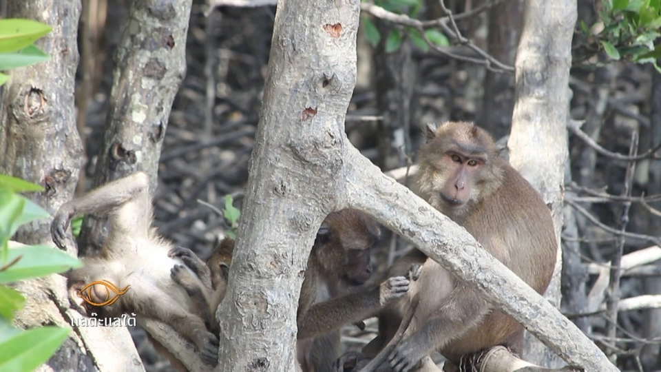 มีเล มีลิง​