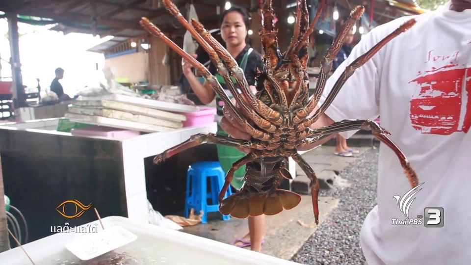 นักล่ากุ้งมังกร​