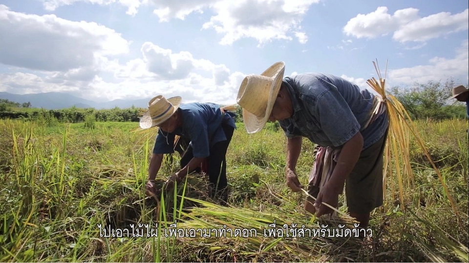 รวบข้าว ตีข้าว
