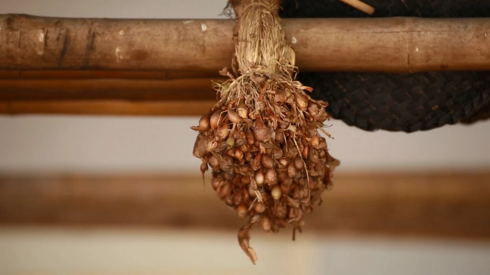 หอมแดงที่ศรีสะเกษ