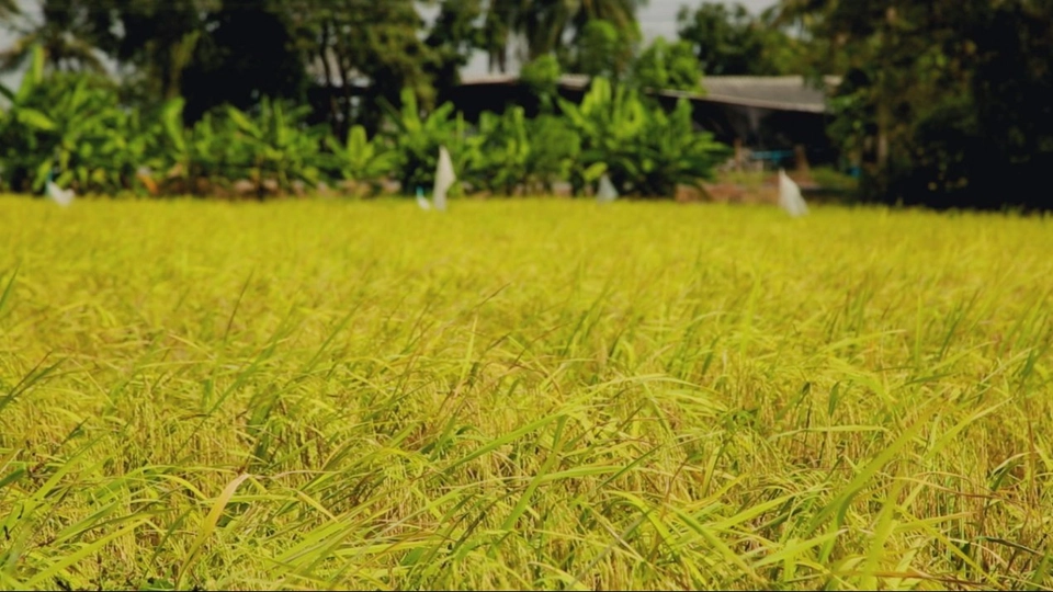 นวัตกรรมผงเร่งโต