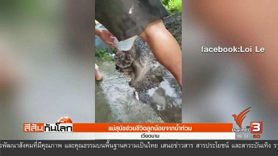 แม่สุนัขช่วยชีวิตลูกน้อยจากน้ำท่วม