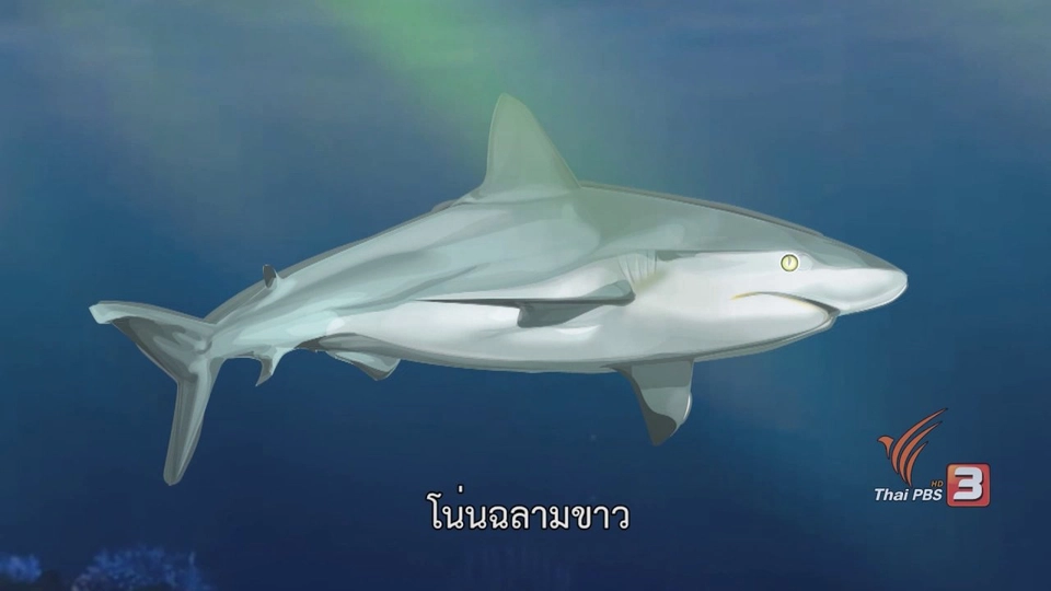 ฉลามคลั่ง