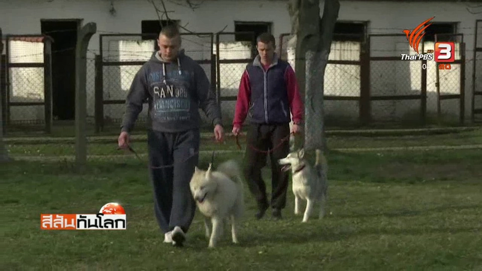 ฝึกนักโทษเลี้ยงสุนัขเพิ่มความอ่อนโยน