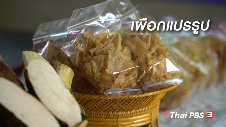 สูงวัยใจเกินร้อย : เผือกแปรรูป