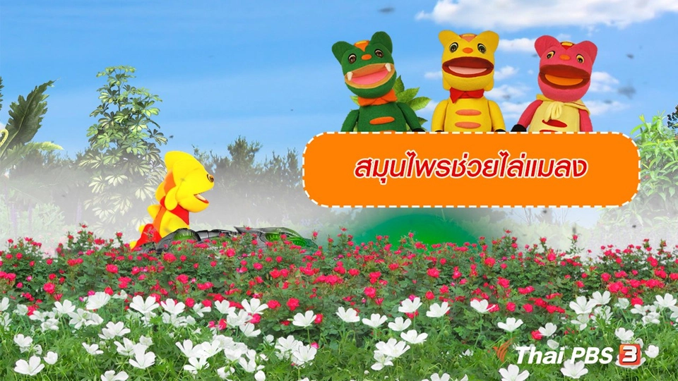 เกร็ดน่ารู้กับตาต้าตีตี้โตโต้ : ​สมุนไพรช่วยไล่แมลงได้