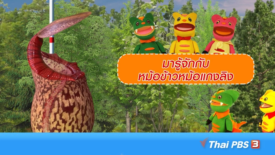 เกร็ดน่ารู้กับตาต้าตีตี้โตโต้ : มารู้จักกับหม้อข้าวหม้อแกงลิง