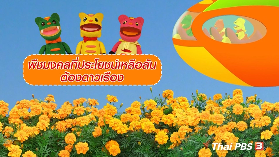 เกร็ดน่ารู้กับตาต้าตีตี้โตโต้ : พืชมงคลที่ประโยชน์เหลือล้นต้องดาวเรือง