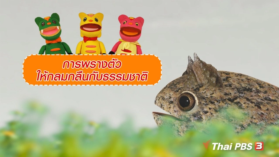 เกร็ดน่ารู้กับตาต้าตีตี้โตโต้ : การพรางตัวให้กลมกลืนกับธรรมชาติ