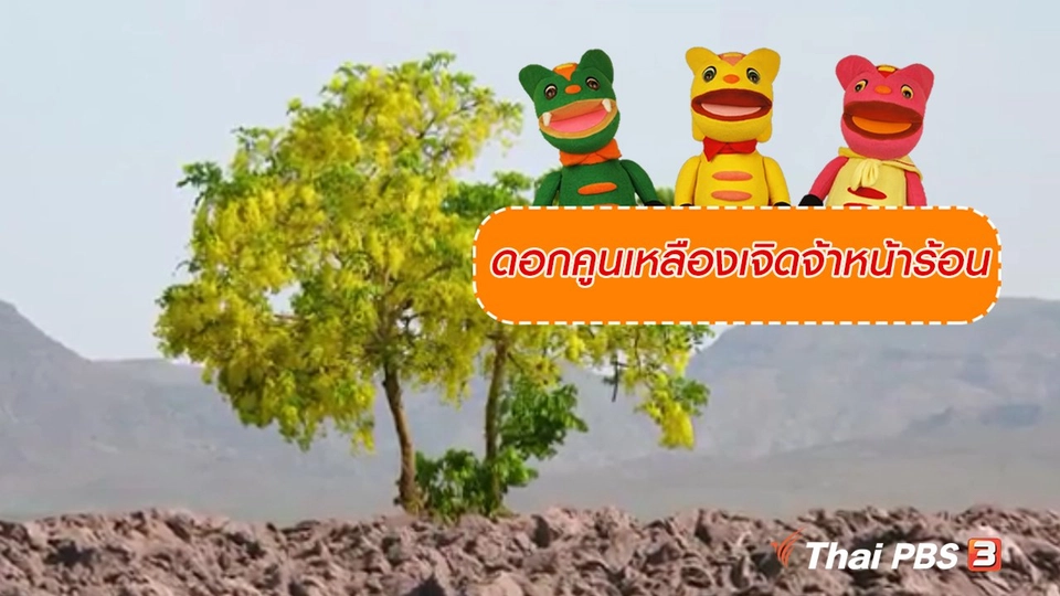 เกร็ดน่ารู้กับตาต้าตีตี้โตโต้ : ดอกคูนเหลืองเจิดจ้าหน้าร้อน