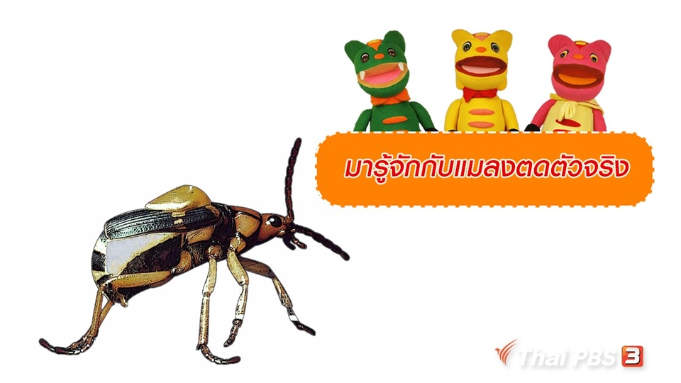 เกร็ดน่ารู้กับตาต้าตีตี้โตโต้ : มารู้จักกับแมลงตดตัวจริง