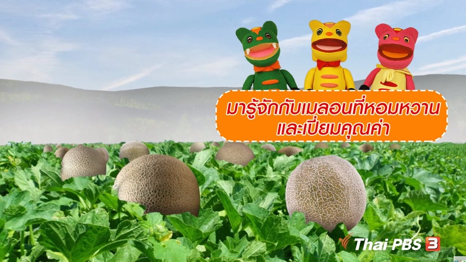 เกร็ดน่ารู้กับตาต้าตีตี้โตโต้ : มารู้จักกับเมลอนที่หอมหวานและเปี่ยมคุณค่า