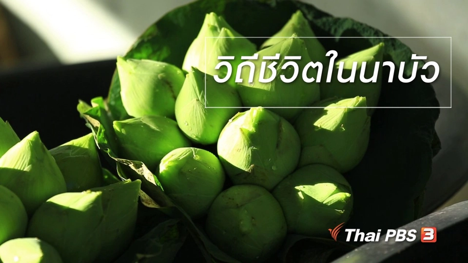 เรียนรู้วิถีไทย : วิถีชีวิตในนาบัว