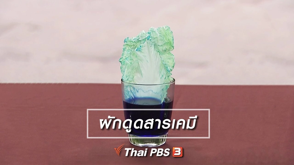 ผักดูดสารเคมี