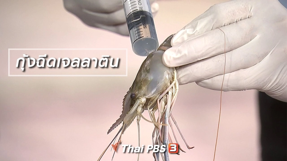 กุ้งฉีดเจลลาติน