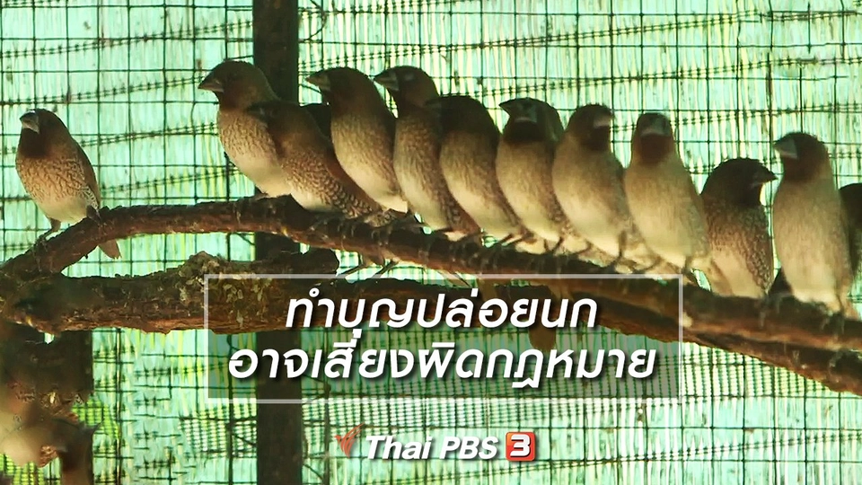 ทำบุญปล่อยนก อาจเสี่ยงผิดกฎหมาย