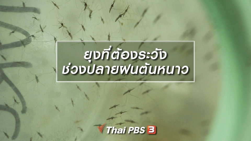 ยุงที่ต้องระวังช่วงปลายฝนต้นหนาว